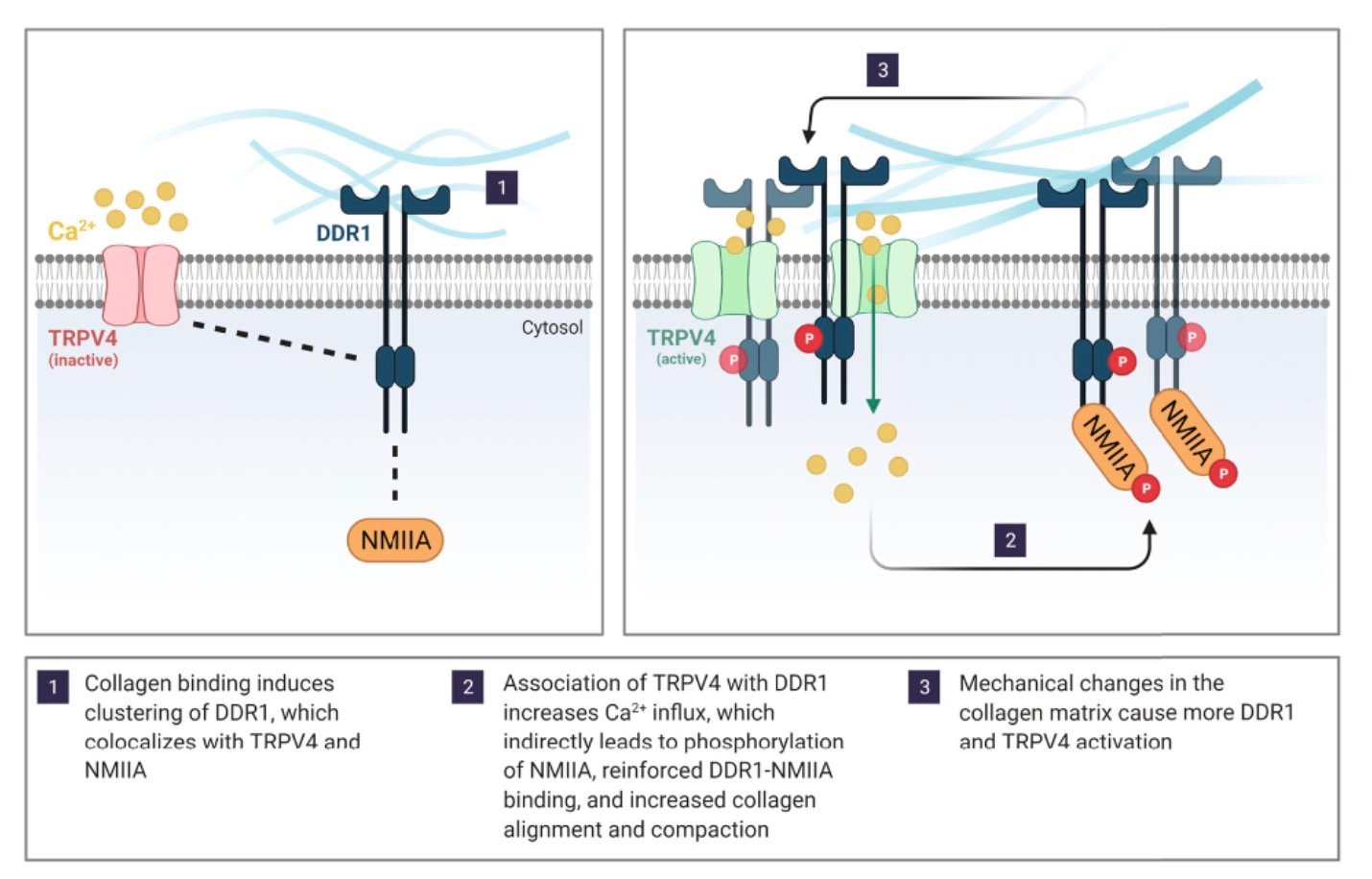 Connective tissue matrix and wound-healing scaffold research